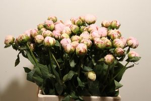 PIVOINE AMALIA OLSON 60